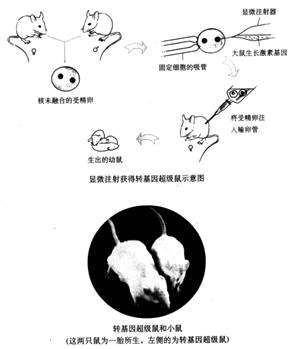 同卵双胞胎_同卵异卵双胞胎_双胞胎同卵异卵