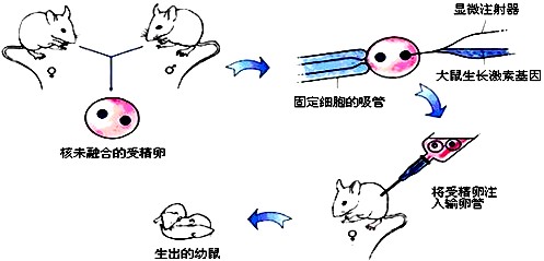 同卵双胞胎_同卵异卵双胞胎_双胞胎同卵异卵