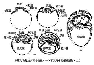 单胎妊娠是什么意思_多胎妊娠_多胎妊娠减胎术