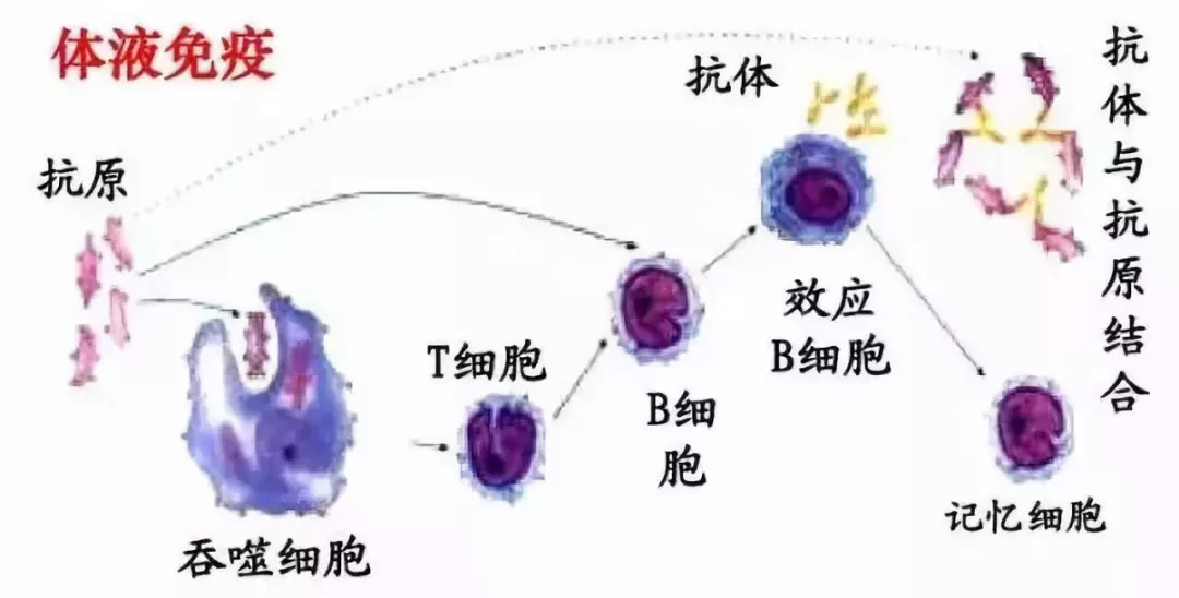 car–nk细胞_nk细胞_nk细胞活性