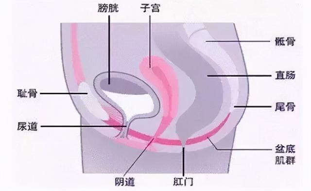 盆底肌修复_盆底肌康复治疗_医院盆底肌修复怎么做