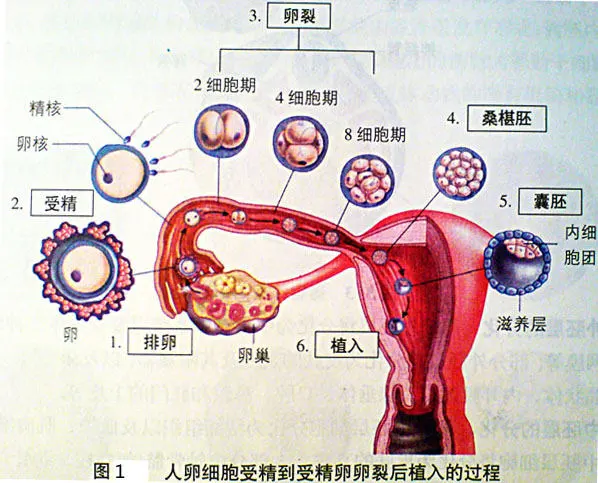 着床降温图_着床降温_着床降温两天