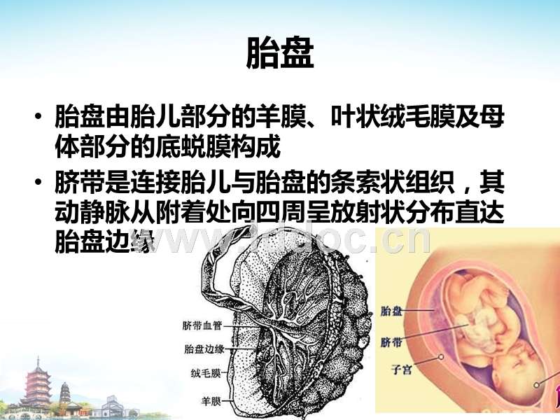 足月妊娠胎心率_单胎妊娠是什么意思_多胎妊娠
