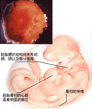 足月妊娠胎心率_多胎妊娠_单胎妊娠是什么意思