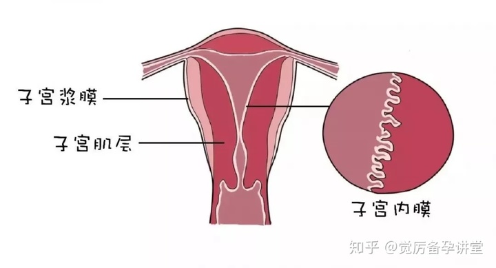 子宫内膜薄