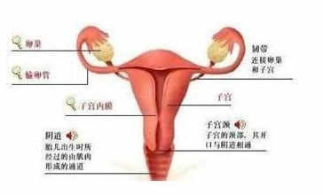 正常子宫宫内膜厚度_子宫内膜薄_子宫没有内膜有月经吗