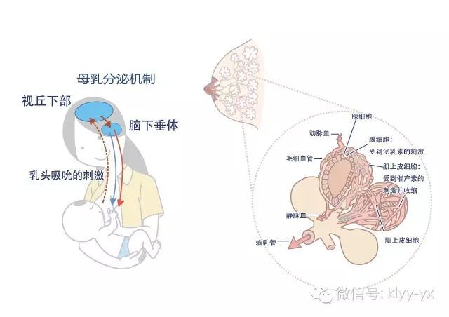 初乳能吃吗_产后初乳_初乳康