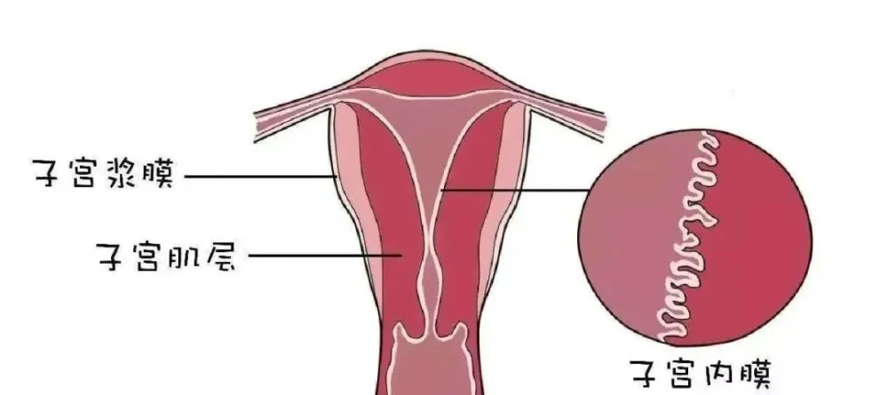 宫腔镜检查_什么叫宫腔镜检查_宫腔镜检查?
