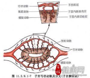 什么叫宫腔镜检查_宫腔镜检查?_宫腔镜检查