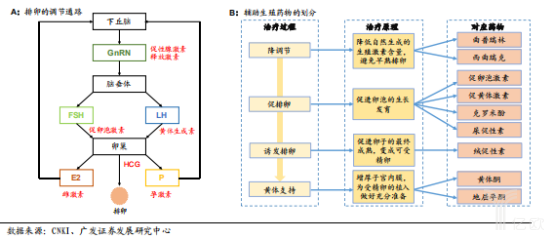 排卵通道图.png