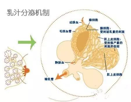 初乳钙_产后初乳_羊初乳