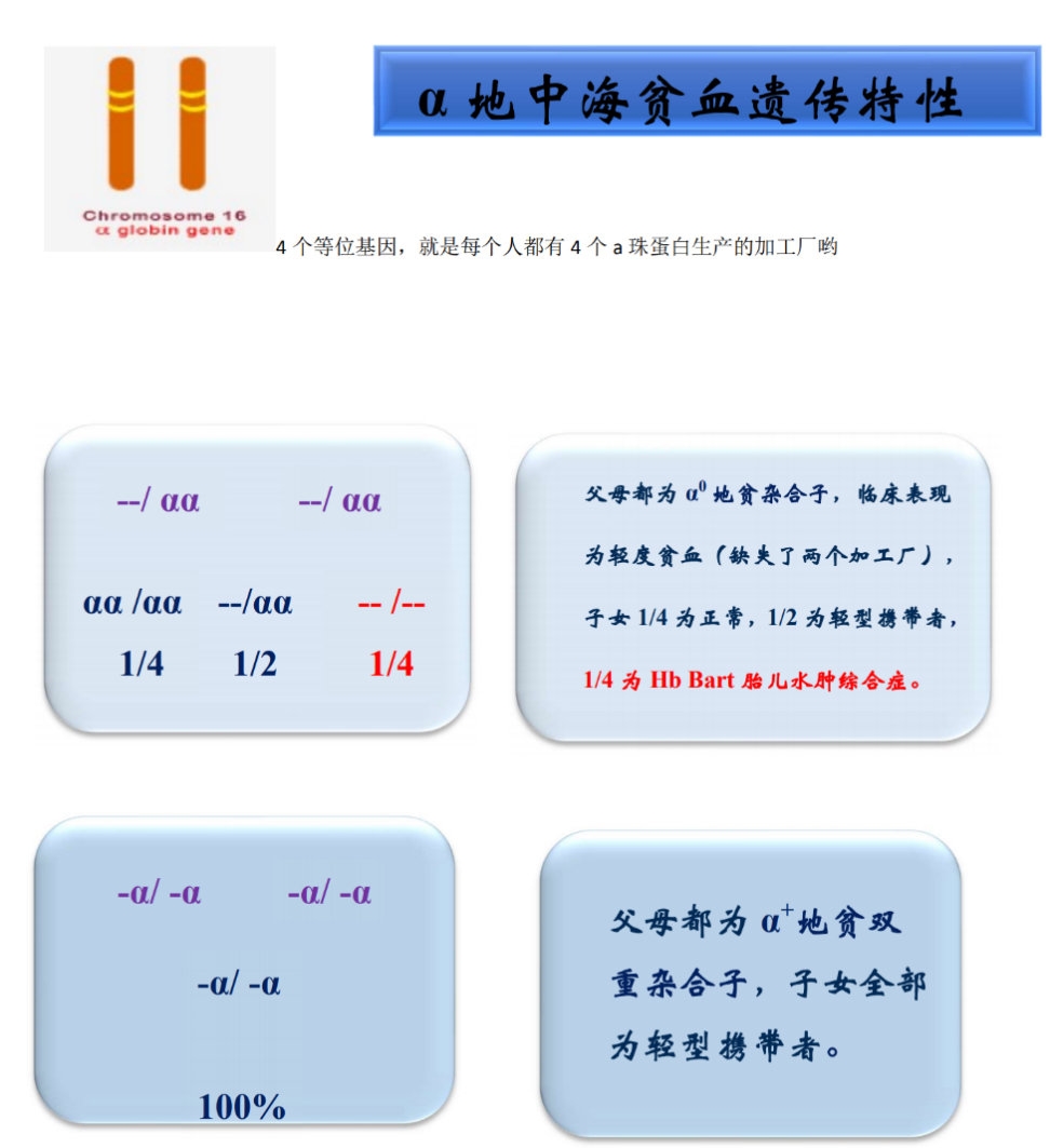 地中海贫血