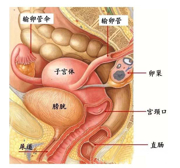 子宫腺肌症的症状_子宫腺肌症_子宫腺肌症症怎么怀孕
