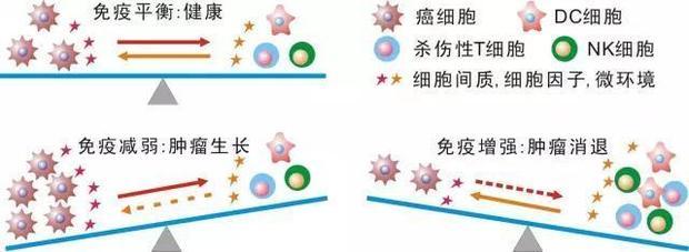 nk细胞