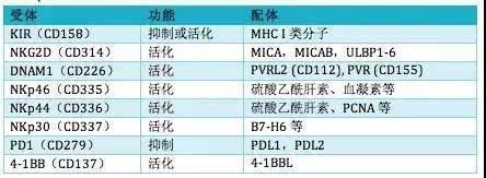 nk细胞