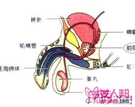 不孕不育_不孕滋 肾育胎丸_杭州不孕不 育医院