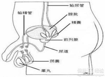 不孕不育_不孕滋 肾育胎丸_杭州不孕不 育医院