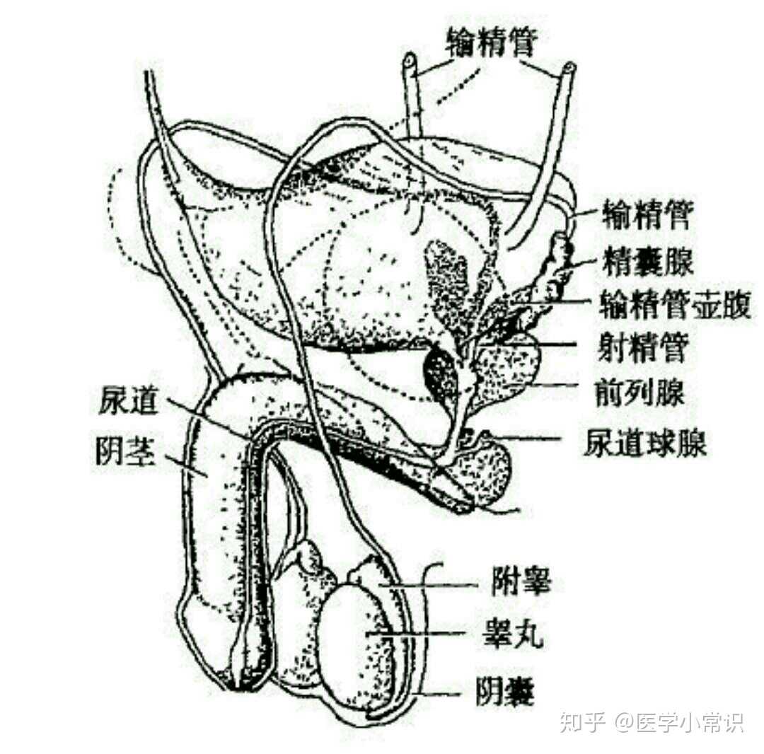 不孕滋 肾育胎丸_杭州不孕不 育医院_不孕不育