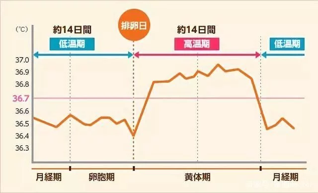 宫腔粘连
