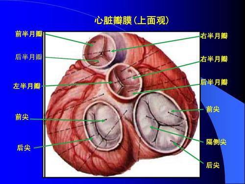 马凡氏综合症_特纳氏综合症是怎么得的_假日综合征和症