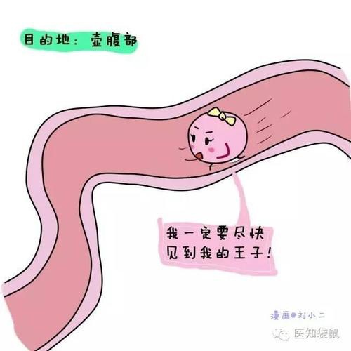输卵管超声造影副作用_输卵管造影_造影疏通输卵管吗