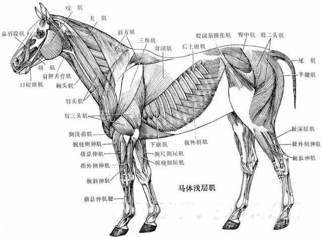 法乐氏三联症_马凡氏综合症_柯兴氏综合症是特别胖吗