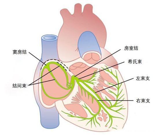 亨特氏综合症是面瘫吗_柯兴氏综合症是特别胖吗_马凡氏综合症