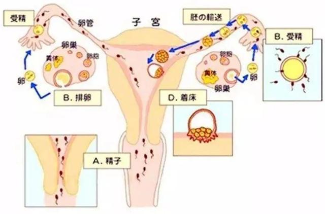 着床降温体温图_着床降温什么原理_着床降温