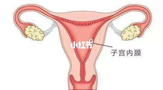 子宫双层内膜厚度多少正常_子宫内膜厚度_子宫双层内膜厚度3mm