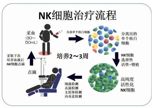 nk细胞_nk细胞治疗_nk t细胞淋巴瘤
