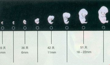 17β-雌二醇 和β-雌二醇 的区别_雌二醇正常值_雌二醇