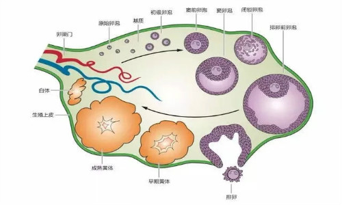 激素引起的低钾怎么办_高灵敏促甲状腺激素低_雌激素低怎么办