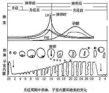 排卵试纸强阳