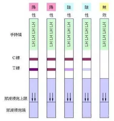 排卵试纸强阳