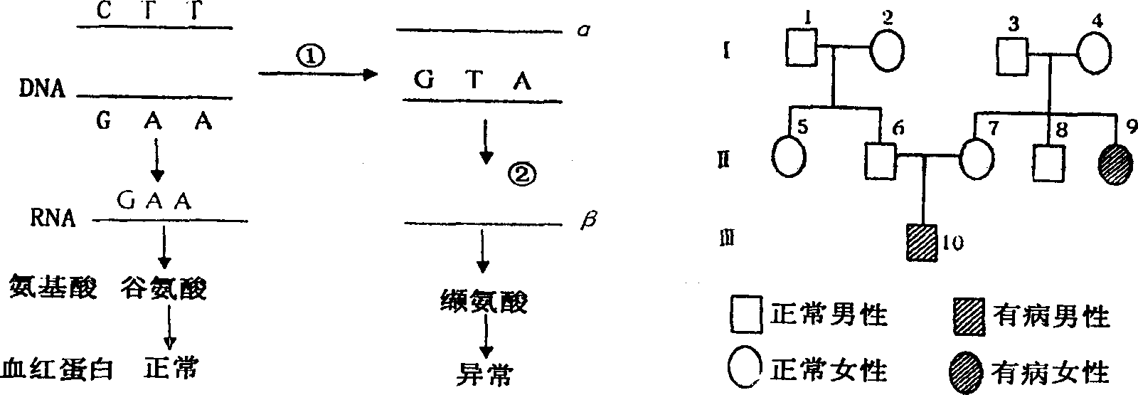 红细胞_细胞核是遗传信息库 是细胞_细胞核是遗传信息库,是细胞