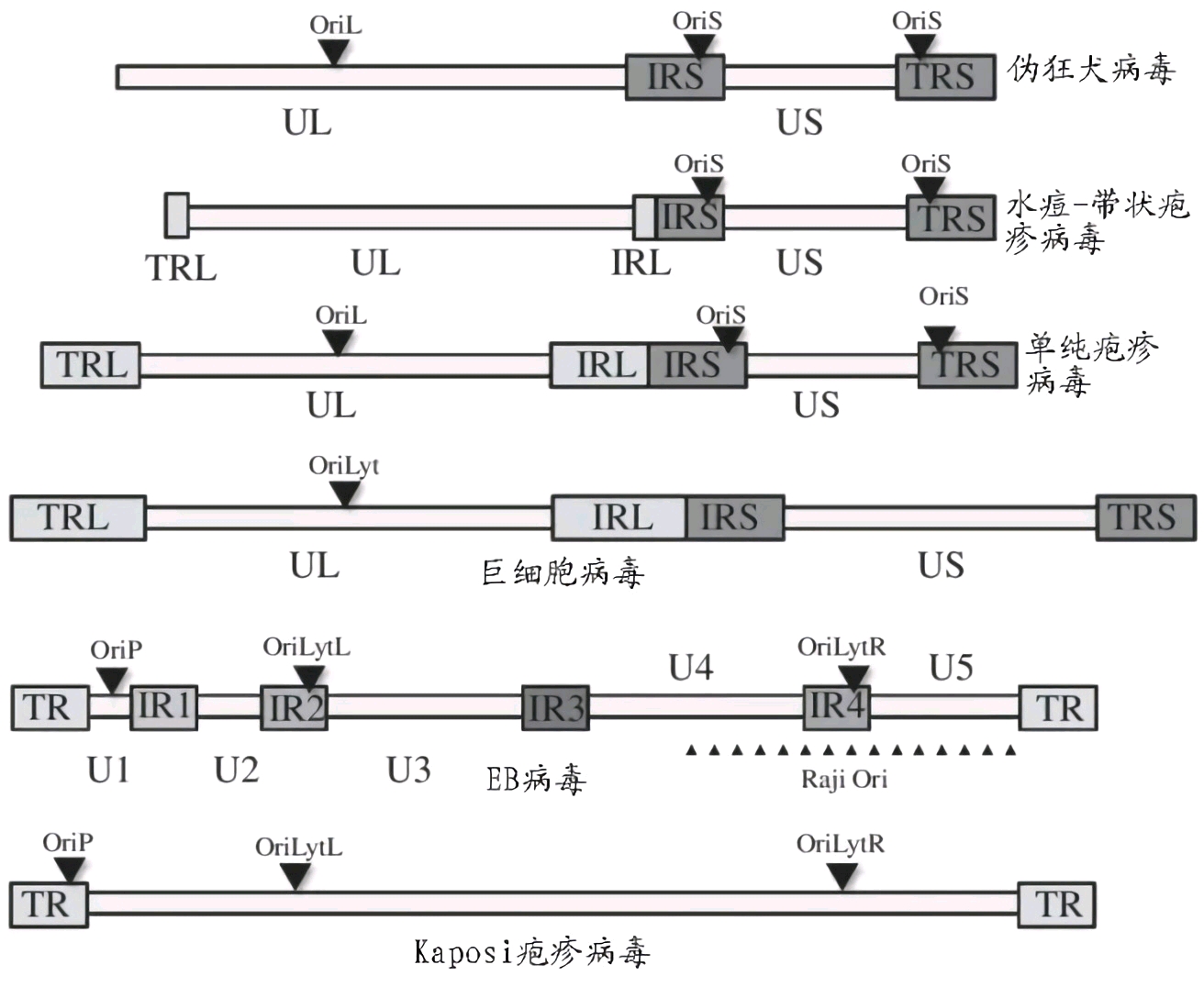 单纯疱疹病毒