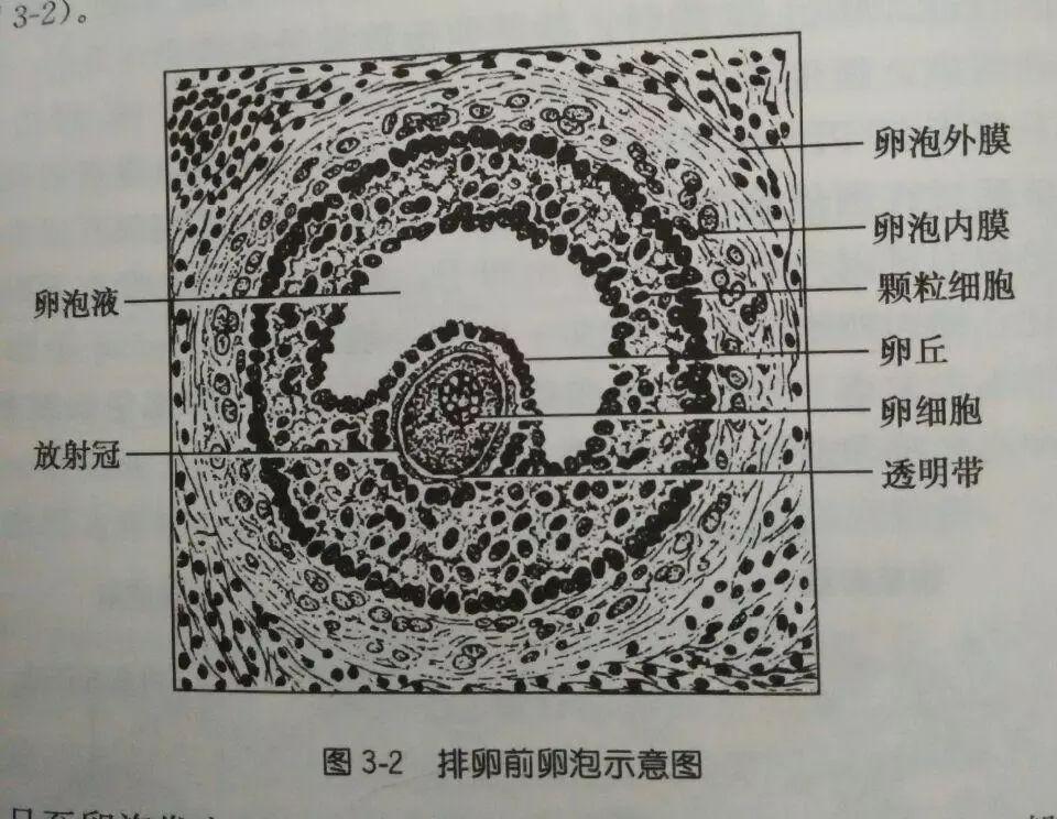 卵泡期雌二醇偏高促卵泡成熟激素偏低怎么办_卵泡期卵泡多大_窦卵泡计数