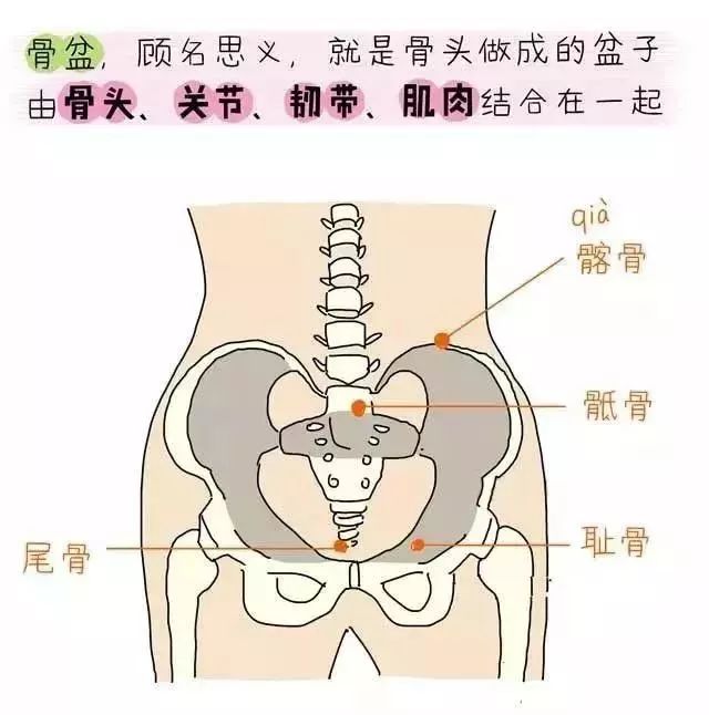 盆底肌修复