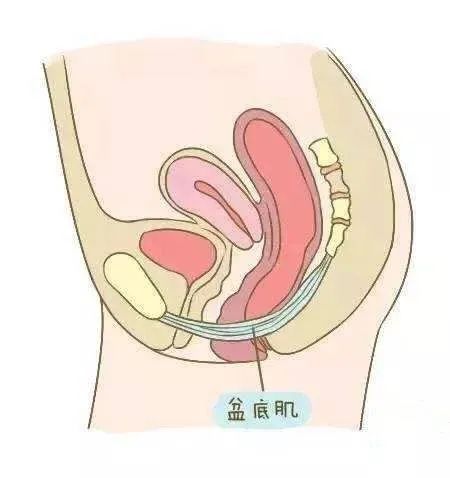 盆底肌修复