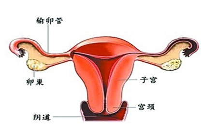 宫腔镜检查后_宫腔镜检查_什么情况做宫腔镜检查