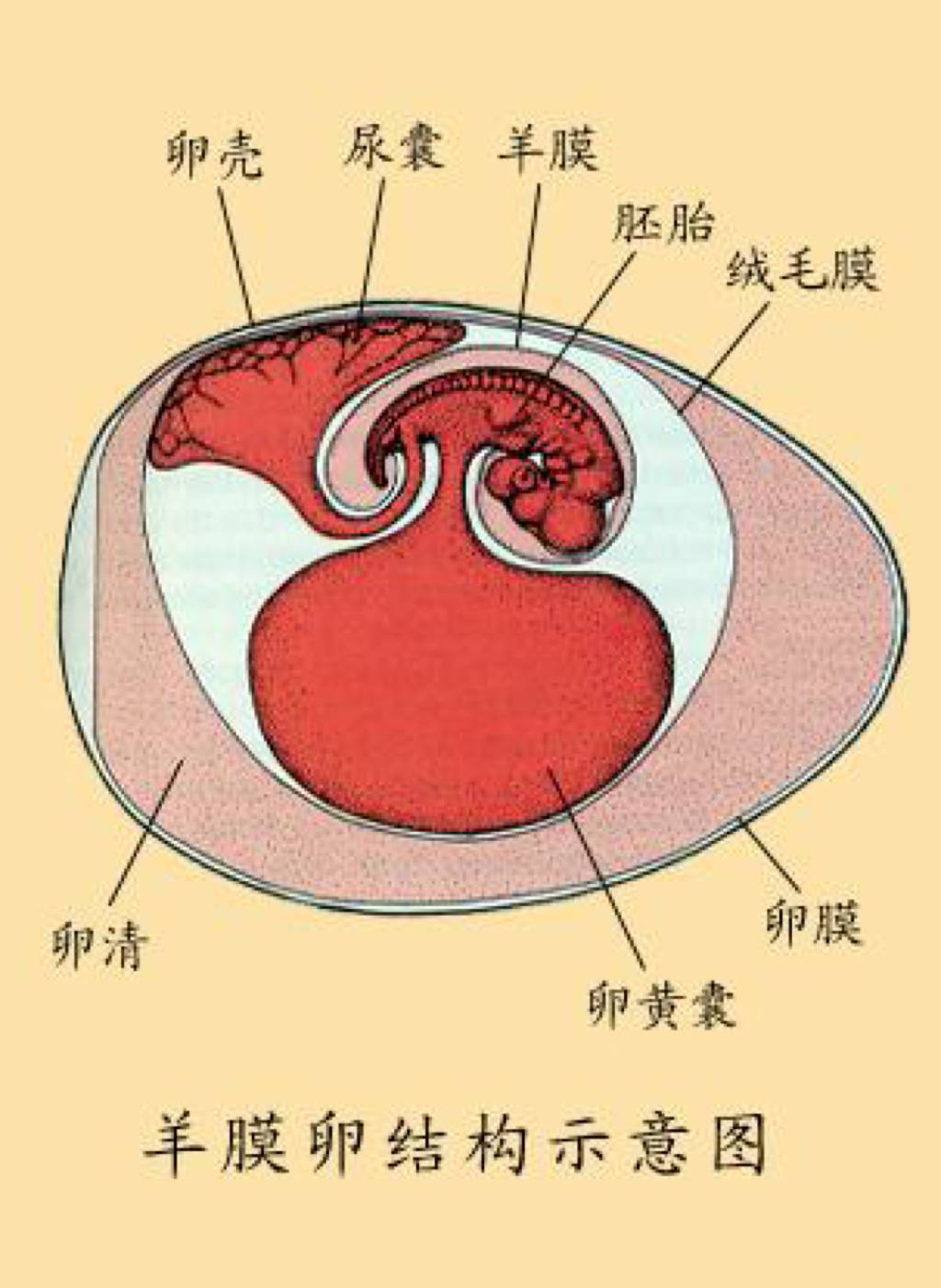 同卵与异卵双胞胎_同卵双胞胎_同卵双胞胎和异卵双胞胎