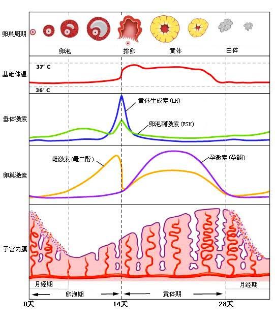 每次月经都提前一周正常吗_月经提前_月经每个月都提前一周正常吗