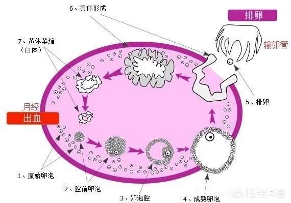 黄体期
