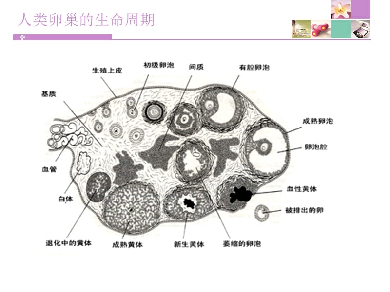 滤泡期短的话黄体期会延长吗_卵泡期促黄体生成素_黄体期