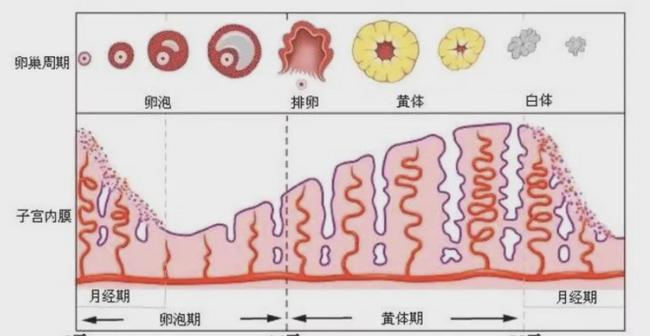滤泡期短的话黄体期会延长吗_卵泡期促黄体生成素_黄体期