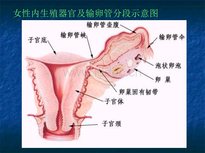 输卵管b超造影和x造影_怎么做输卵管超声造影_输卵管造影
