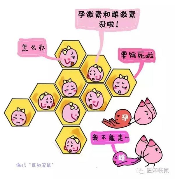 催乳激素_更年期催乳激素高有什么症状_催乳食谱催乳的食物有哪些