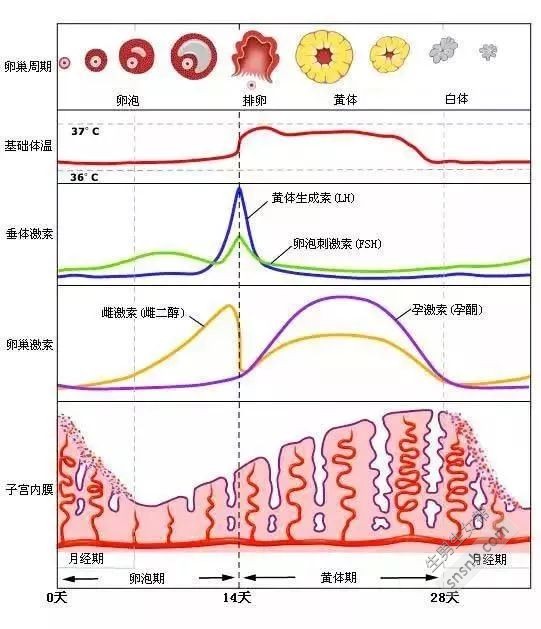 雌二醇低_雌二醇是什么_雌二醇