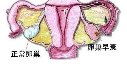 雌二醇是什么_雌二醇_雌二醇低