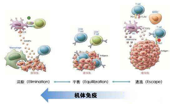 nk细胞_nk细胞活性检测_nk细胞